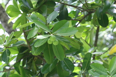 Calophyllum inophyllum